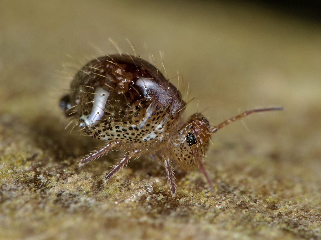 Bruine bladspringer, photo 1 of 10