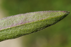 Erigeron acris acris