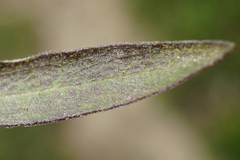 Erigeron acris acris