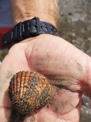Acanthocardia tuberculata