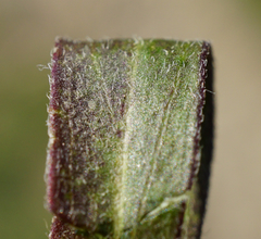 Erigeron acris acris