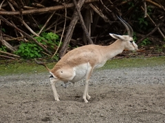 Gazella subgutturosa