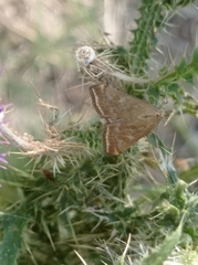 Loxostege sticticalis