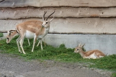 Gazella subgutturosa