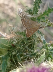 Loxostege sticticalis