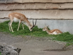 Gazella subgutturosa