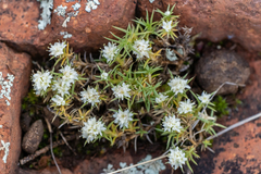 Scleranthus pungens