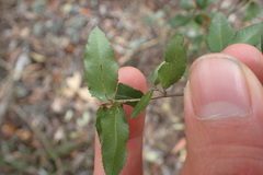 Ochna arborea