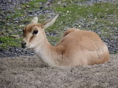 Gazella subgutturosa