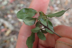 Ochna arborea
