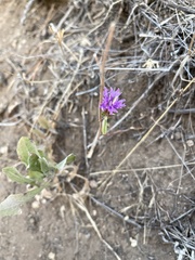Monardella breweri lanceolata