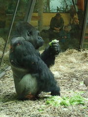 Gorilla gorilla