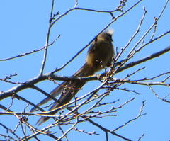 Colius striatus minor