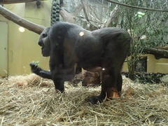 Gorilla gorilla