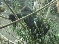 Gorilla gorilla