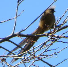 Colius striatus minor