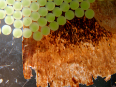 Noctua fimbriata