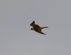 Falco peregrinus brookei