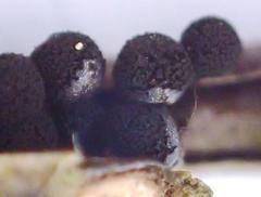 Meriderma cribrarioides