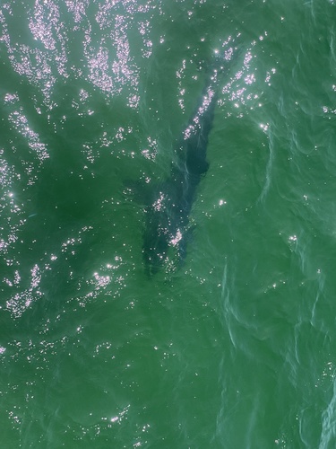 Great White Shark photographed in Massachusetts