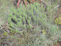 Euphorbia mammillaris