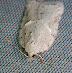 Acleris logiana
