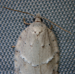 Acleris logiana