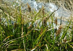 Carex edura