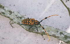 Aristobia reticulator