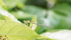 Ceriagrion auranticum