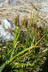 Carex edura