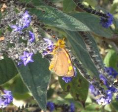 Metisella metis paris