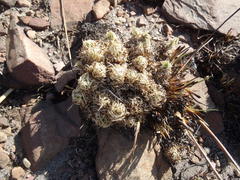 Psammotropha myriantha