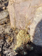 Psammotropha myriantha