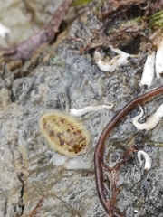 Lepidochitona cinerea