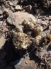 Psammotropha myriantha