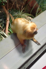 Leontopithecus rosalia