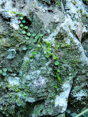 Peperomia bangroana