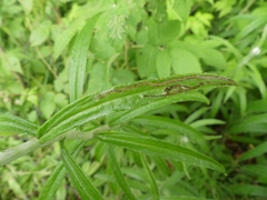 Liriomyza ptarmicae
