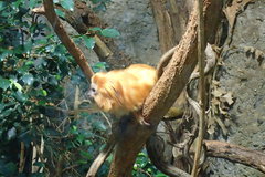 Leontopithecus rosalia