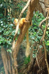 Leontopithecus rosalia