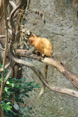 Leontopithecus rosalia