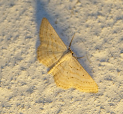 Idaea elongaria