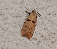 Stibaromacha ratella