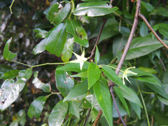 Vincetoxicum lycioides