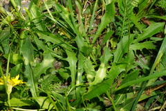 Leontodon hispidus hispidus