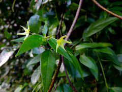Vincetoxicum lycioides