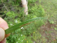 Liriomyza ptarmicae