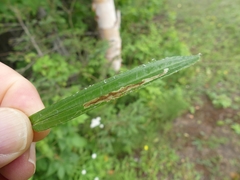 Liriomyza ptarmicae