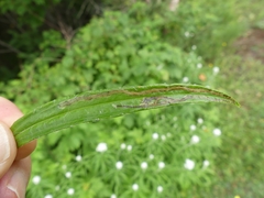 Liriomyza ptarmicae